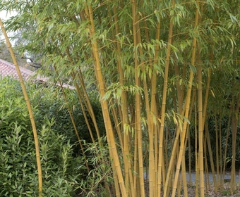 Bamboe (Phyllostachys vivax 'Aureocaulis')