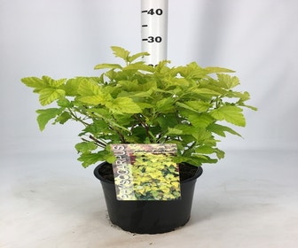 Blaasspirea (Physocarpus opulifolius 'Angel Gold') 
