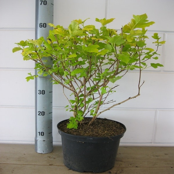 Blaasspirea (Physocarpus opulifolius 'Dart's Gold') Directplant