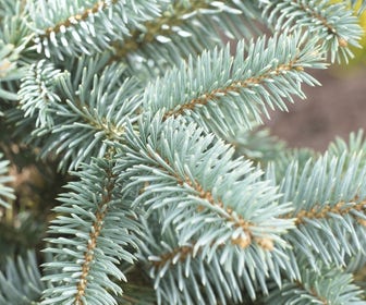 Fijnspar (Picea abies)