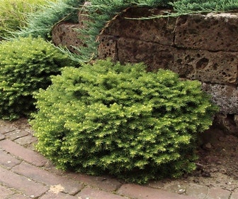 Kussenspar (Picea abies 'Little Gem')