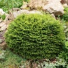 Spar (Picea abies 'Nidiformis')
