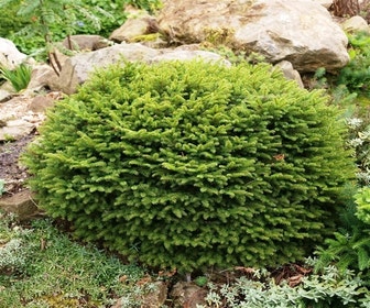 Spar (Picea abies 'Nidiformis')