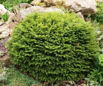 Spar (Picea abies 'Nidiformis')