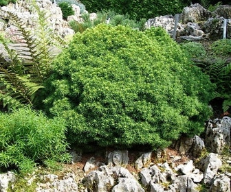 Kogelspar (Picea glauca 'Alberta Globe')