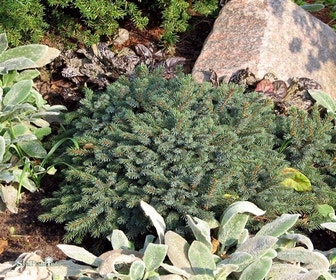 Dwergspar (Picea glauca 'Echiniformis')