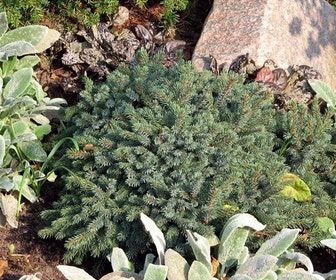 Dwergspar (Picea glauca 'Echiniformis')