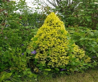 Witte Alberta spar (Picea glauca 'J.W. Daisy's White')