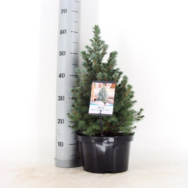 Blauwe Alberta spar (Picea glauca Sander's Blue) 40/50cm