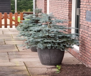 Noorse Blauwspar (Picea pungens 'Erich Frahm')