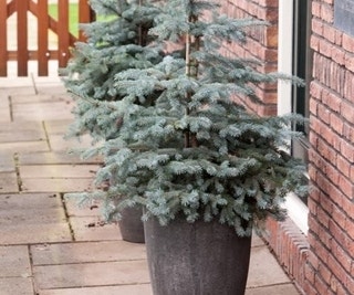 Noorse Blauwspar (Picea pungens 'Erich Frahm')