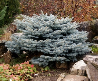 Colorado spar (Picea pungens 'Glauca Globosa')