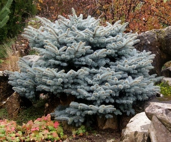 Colorado spar (Picea pungens 'Glauca Globosa')