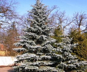 Spar (Picea pungens 'Hoopsii')
