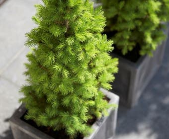 Spar (Picea glauca 'Conica')