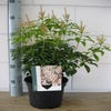 Rotsheide (Pieris japonica 'Bonfire')