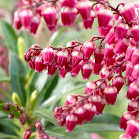 Rotsheide (Pieris japonica 'Passion')