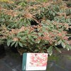 Rotsheide (Pieris japonica 'Flaming Silver')