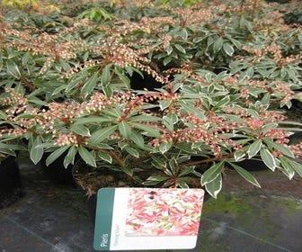 Rotsheide (Pieris japonica 'Flaming Silver')
