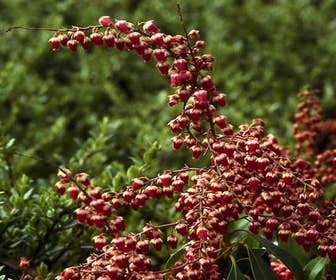 Rotsheide (Pieris japonica 'Valley Valentine')