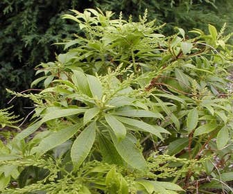 Rotsheide (Pieris japonica 'White Cascade')