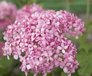 Hortensia (Hydrangea 'Pink Annabelle')