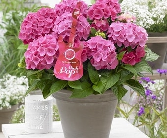 Hortensia Pink Pop (Hydrangea 'Music Collection')