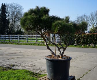 Den (Pinus nigra 'Pierrick Bregeon) - Droomplanten