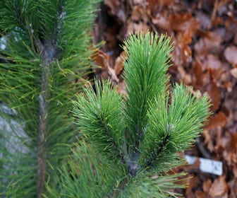 Oostenrijkse bergden, struik (Pinus nigra nigra)