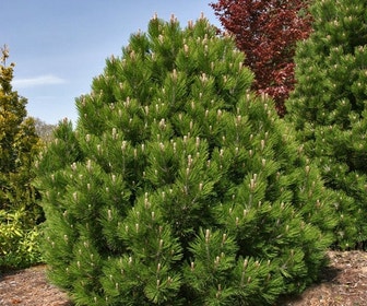 Dwerg Bergden (Pinus mugo 'Wintergold')