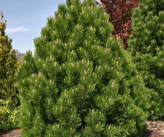 Dwerg Bergden (Pinus mugo 'Wintergold')