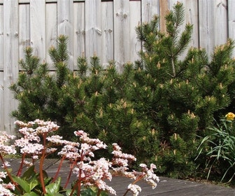 Bergden (Pinus mugo mughus)