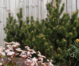 Bergden (Pinus mugo mughus)