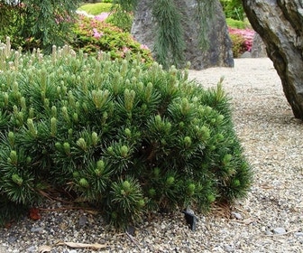 Pinus (Pinus mugo var. Pumilio)