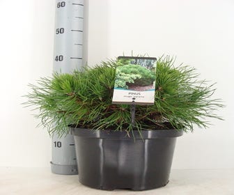 Dwerg Bergden (Pinus mugo 'Varella')