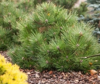 Oostenrijkse den (Pinus nigra 'Nana')