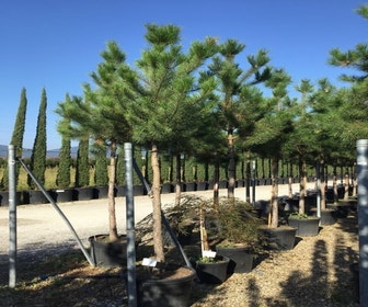 Oostenrijkse den als boom (Pinus nigra nigra)