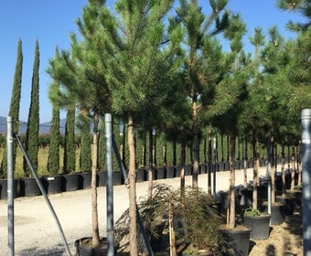 Oostenrijkse den als boom (Pinus nigra nigra)