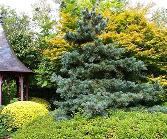 Blauwe Japanse Den (Pinus parviflora 'Glauca') 