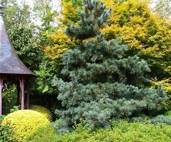 Blauwe Japanse Den (Pinus parviflora 'Glauca')