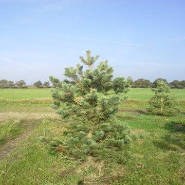 Dennen Pinus Naaldbomen herkennen op deze bomen site, recognizing Dutch