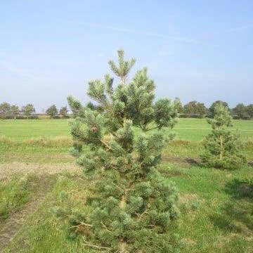 Dennen Pinus Naaldbomen herkennen op deze bomen site, recognizing Dutch Dennen Pinus Naaldbomen herkennen op deze bomen site, recognizing Dutch