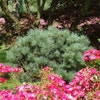 Grove den (Pinus sylvestris 'Watereri')