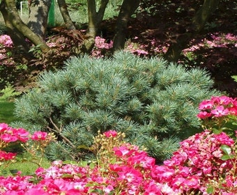 Grove den (Pinus sylvestris 'Watereri')