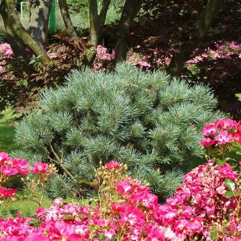 Grove den (Pinus sylvestris 'Watereri')
