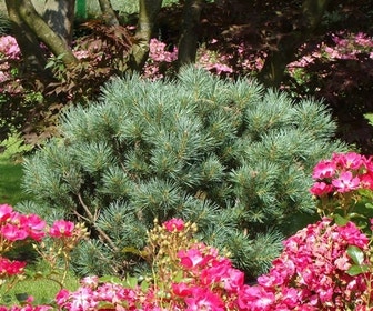 Grove den (Pinus sylvestris 'Watereri')