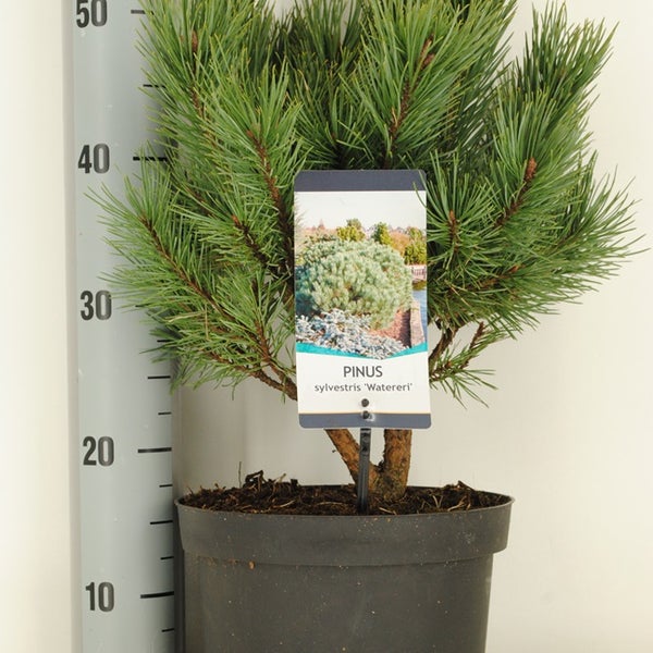 Oostenrijkse den - Pinus nigra v. nigra - Flora van Nederland Oostenrijkse den - Pinus nigra v. nigra - Flora van Nederland