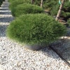 Zwarte den (Pinus nigra 'Marie Bregeon')