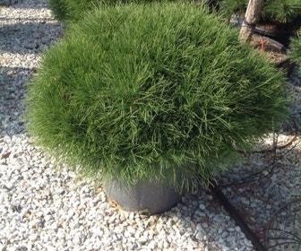 Zwarte den (Pinus nigra 'Marie Bregeon')
