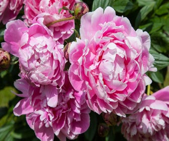 Pioenroos (Paeonia Dr. 'Alexander Fleming') BIO